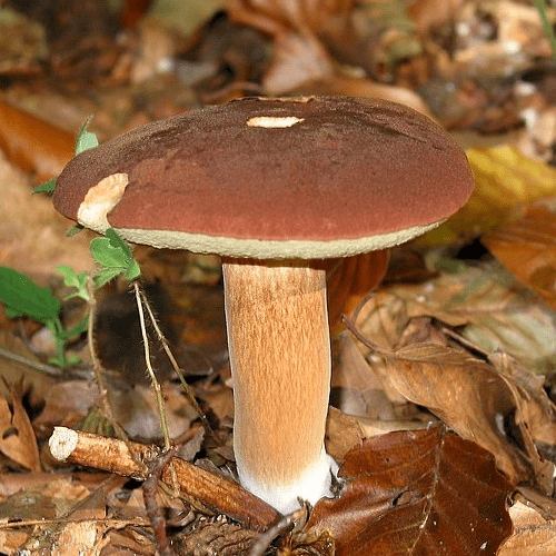 Bolet Bai
