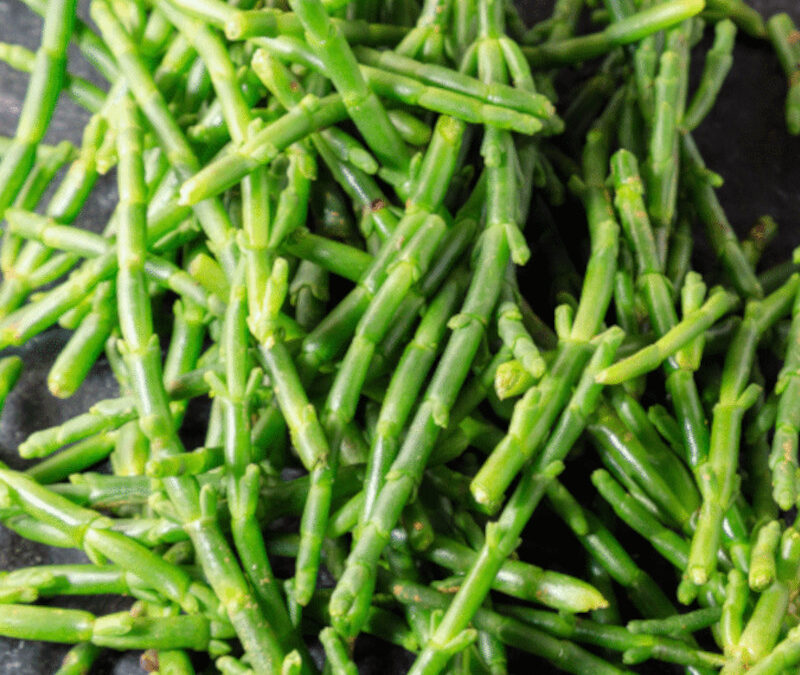 La Salicorne : l&rsquo;inattendu « haricot de mer » qui pousse sur le sel