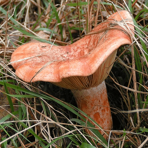 Lactaire délicieux