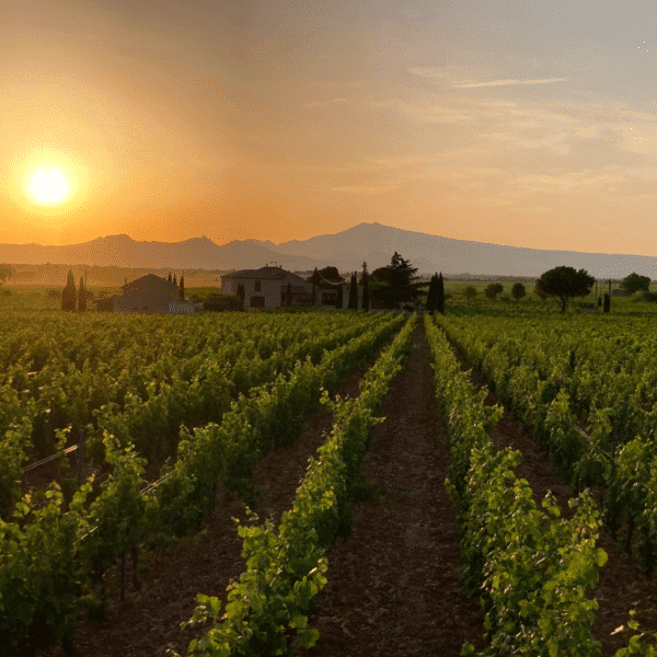 Châteauneuf-du-Pape Blanc 2023 – Image 3