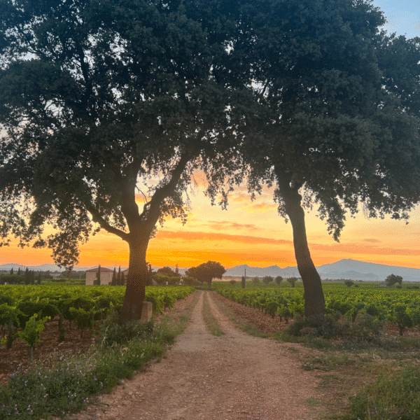 Châteauneuf-du-Pape Blanc 2023 – Image 2