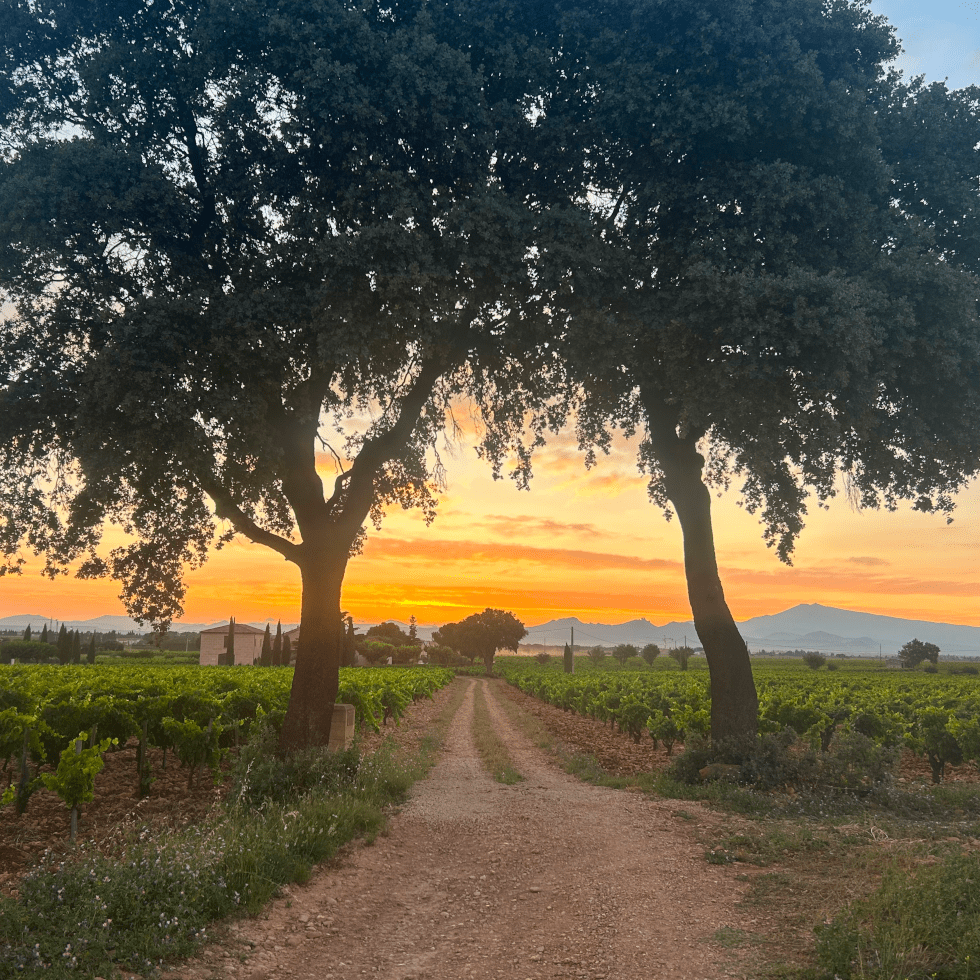Vin de France La Chaussynette 2023 – Image 3