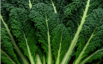 Le chou kale : L’histoire du “chou d’Auben” normand avant la mode américaine