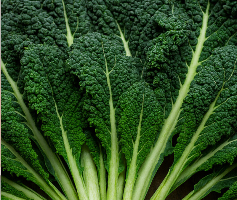 Le chou kale : L’histoire du “chou d’Auben” normand avant la mode américaine