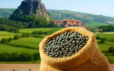 Lentille verte du Puy AOP : Histoire du « caviar vert », premier légume français sous protection européenne