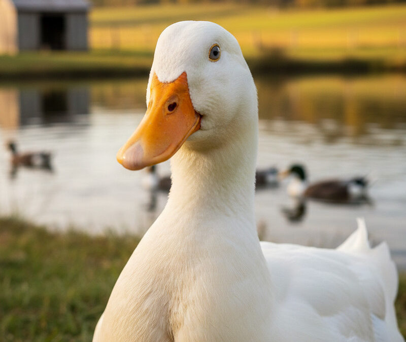 Les Demoiselles de Canard : Le trésor caché du Sud-Ouest, entre tradition anti-gaspillage et bistronomie
