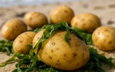 La Pomme de Terre de l&rsquo;Île de Ré : Pourquoi son goût de noisette vient de l&rsquo;algue et non de la terre