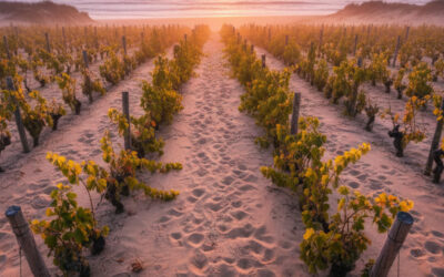Le vin de sable : L&rsquo;incroyable secret des vignes qui poussent dans les dunes