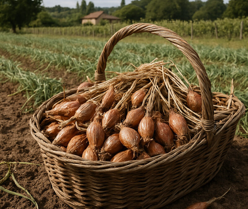 L&rsquo;échalote grise de Gironde : Un trésor olfactif au cœur du Sud-Ouest