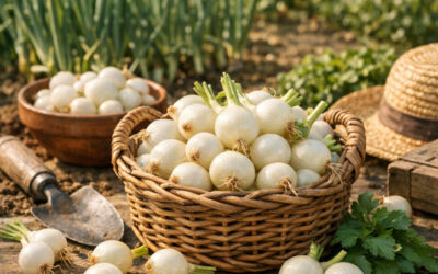 L&rsquo;oignon grelot : Le petit prince du potager Français
