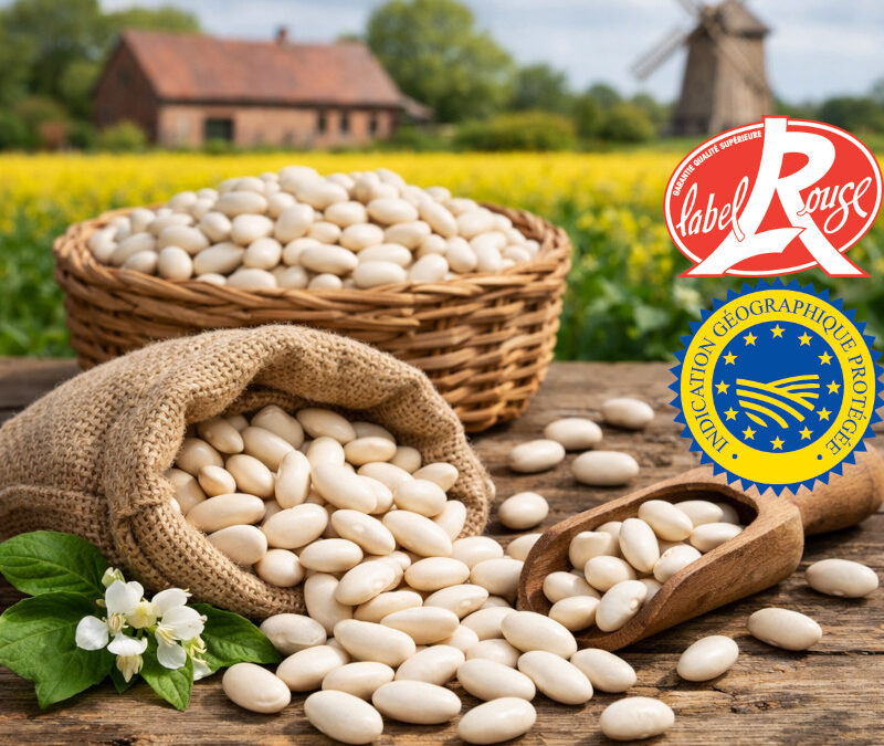 Découvrez le lingot du Nord, seul haricot Label rouge & IGP