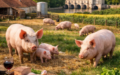 Tout savoir sur le porc de Touraine : Qualité, traditions et secrets gastronomiques