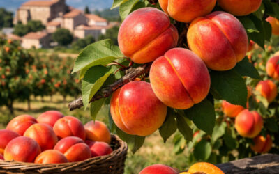 L’abricot rouge du roussillon aop histoire et variété