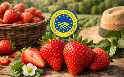 La fraise du Périgord IGP : L’or rouge du sud-ouest