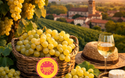 Le Chasselas de Moissac (AOP) : Un raisin d’exception du Sud-Ouest