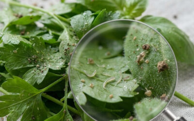 Herbes fraîches mal lavées : Le risque invisible du persil et du basilic