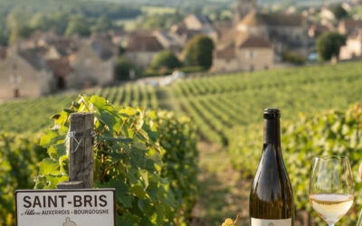Saint-Bris : L’exception bourguignonne, le Sauvignon oublié du Grand Auxerrois