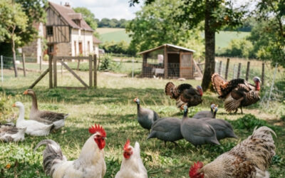 Volailles du Gâtinais IGP : La volaille discrète de la Gâtinaise, entre Île-de-France et Bourgogne