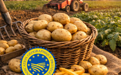 La pomme de terre de Merville IGP : L’histoire de « la reine des frites » du Nord