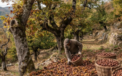La Châtaigne d’Ardèche AOC et AOP : L’arbre à pain du Massif central