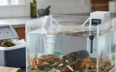 Comment conserver à la maison un crabe, un homard ou une langouste vivants ?