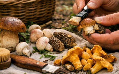 Comment nettoyer les champignons : Le guide complet variété par variété