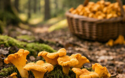 Girolles en France : Où les trouver, quand les cueillir et comment les cuisiner