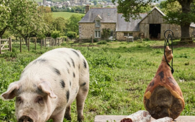 Le porc de Bayeux : Renaissance d’un trésor normand entre patrimoine agricole et gastronomie d’exception
