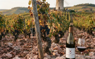 Moulin-à-Vent : L’un des grands vins du Beaujolais, entre granite, Gamay et longue garde