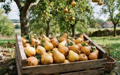 Poire de Groslay : L’ancienne reine des vergers du Parisis