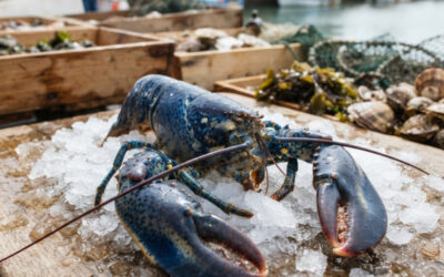 Homard bleu breton : Histoire, pêche, terroir et gastronomie d’un grand crustacé des côtes bretonnes