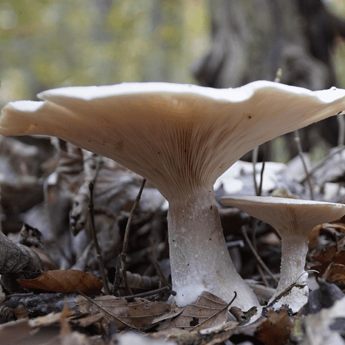 Clitocybe odorant