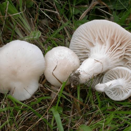 Hygrophore