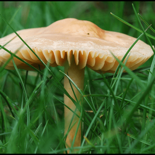 Marasme des Oréades