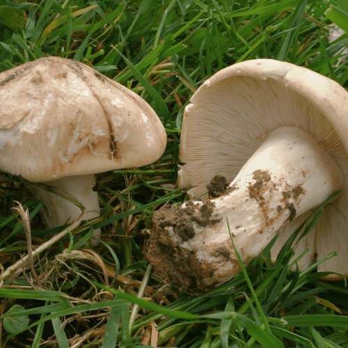 Tricholome de la Saint-Georges