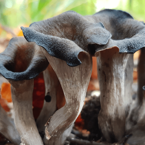 Trompette de la mort