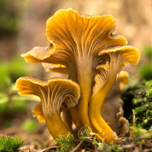 Chanterelle en tube
