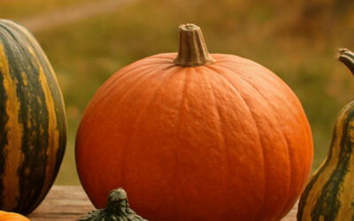 Comment choisir ses courges au marché et les différentes techniques de préparation