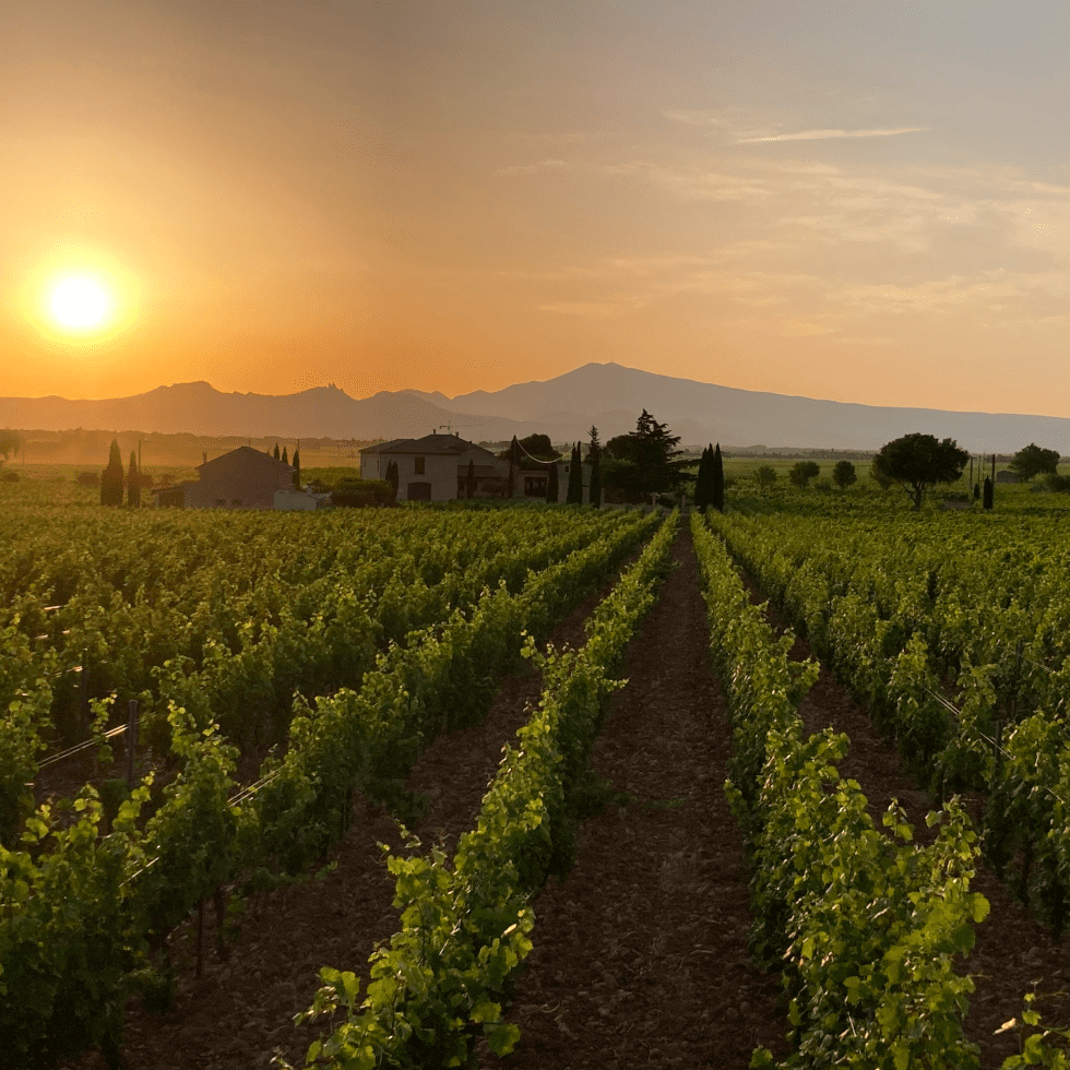 Châteauneuf-du-Pape Cuvée du QUET 2022 – Image 2