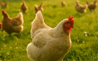 Au-delà du fermier : guide de référence des volailles françaises sous igp