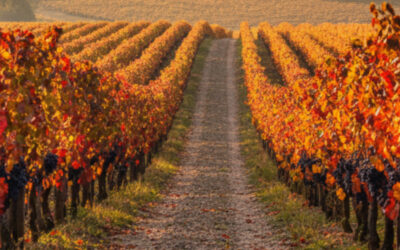 Le guide des routes des vins Français : à la découverte des terroirs et des saveurs de France