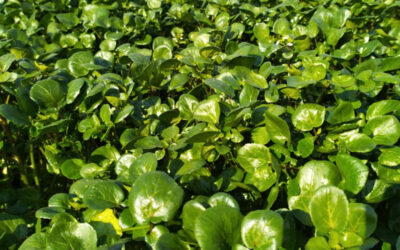 Le cresson de Méréville : la “salade des rois” d’Île-de-France à redécouvrir
