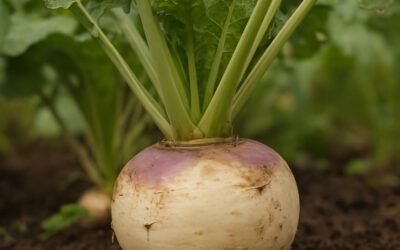 Le navet : Témoin de l’histoire et renaissance d’un légume pilier de la cuisine Française