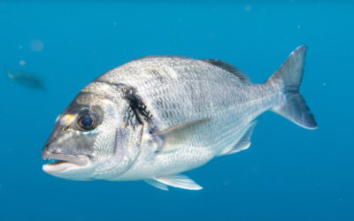 Le tacaud : le « petit cabillaud français » qui revient sur nos tables