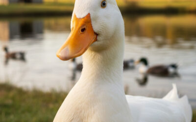 Les Demoiselles de Canard : Le trésor caché du Sud-Ouest, entre tradition anti-gaspillage et bistronomie