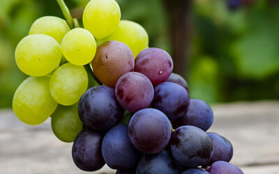 Les cépages créés par accident : Mutations et croisements involontaires dans l’histoire de la vigne