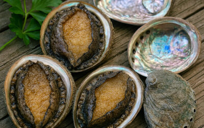 Les oreilles-de-mer (ormeaux) bretons : Tradition, saveurs et rareté