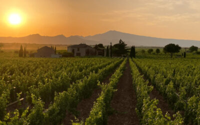 Mas de Boislauzon : L’excellence de Châteauneuf-du-Pape, entre tradition familiale et biodynamie