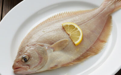 La Cardine franche : Un des poissons les plus fins de l’Atlantique… et le secret bien gardé du terroir français