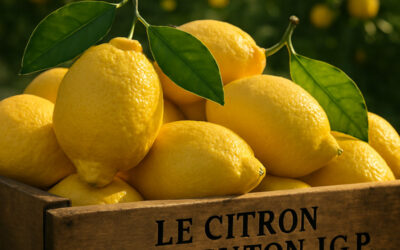 Le citron de Menton IGP : L’or Jaune de la gastronomie Française